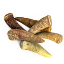 Enchodus (Sabertooth Herring) Tooth - Fossil