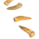 Enchodus (Sabertooth Herring) Tooth - Fossil