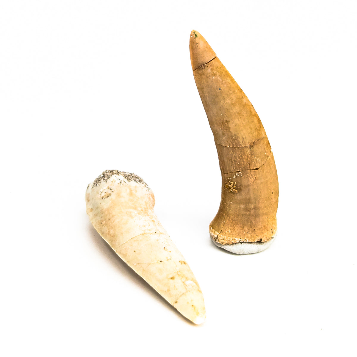 Enchodus (Sabertooth Herring) Tooth fossil from Morocco.