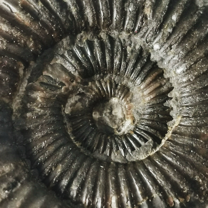 Dactylioceras Ammonite - Fossil