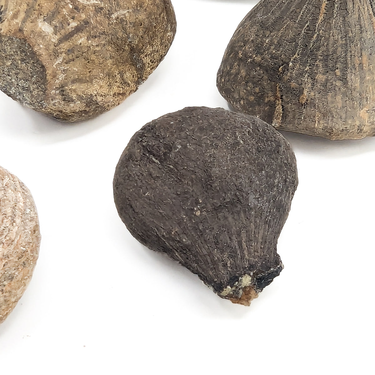Fig fossil from Hell Creek, Montana, USA, Hell Creek Formation, Late Maastrichtian.