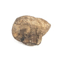 Fig - Fossil