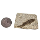 Fish - Knightia Eocaena - Fossil - Wyoming, U.S.A.