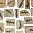 Fish - Knightia Eocaena - Fossil - Wyoming, U.S.A.