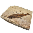 Fish - Knightia Eocaena - Fossil - Wyoming, U.S.A.