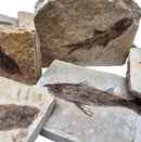 Fish - Knightia Eocaena - Fossil - Wyoming, U.S.A.