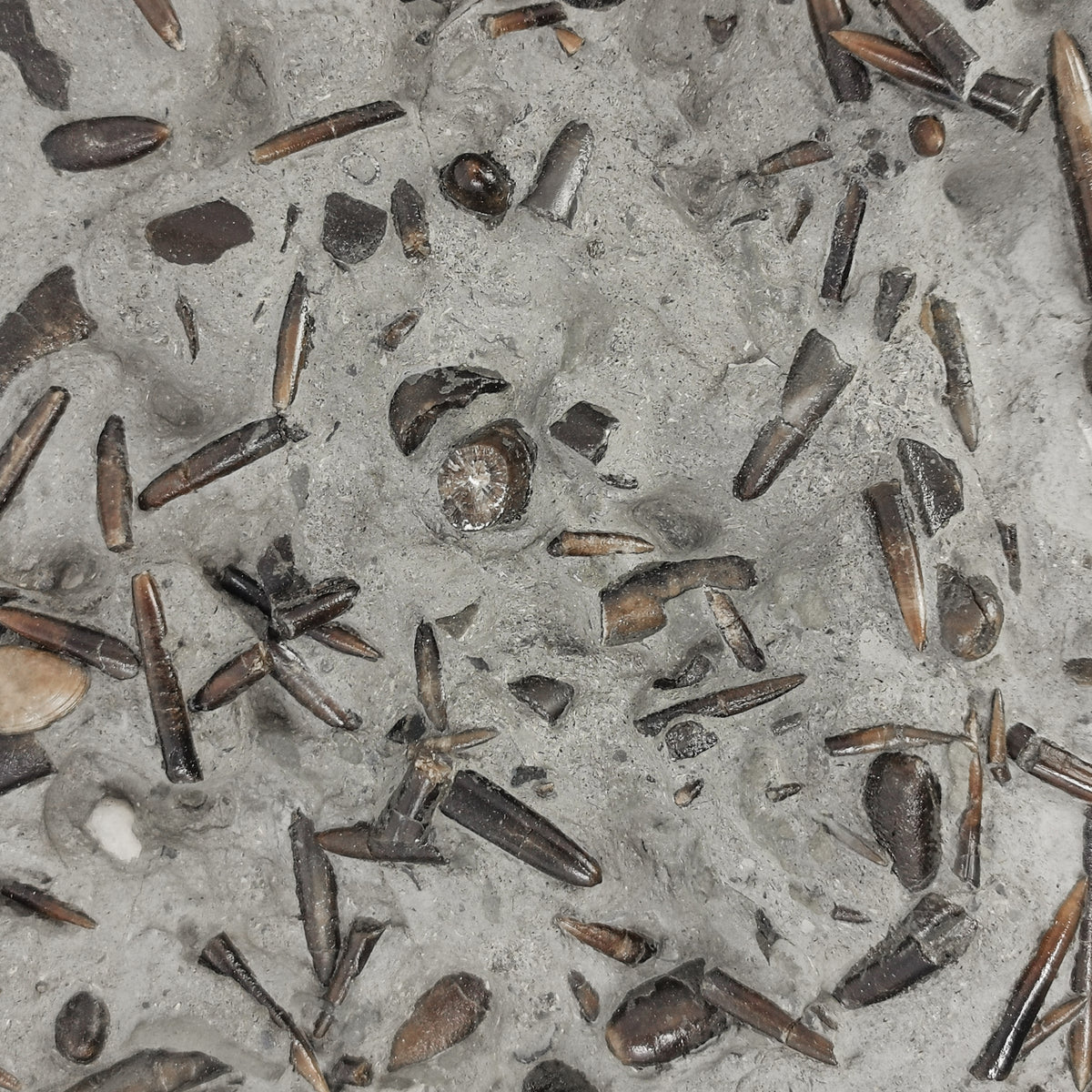 Belemnite Plate fossil specimen from Mistelgau, Germany.