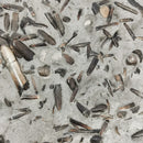 Belemnite Plate - Fossil Specimen