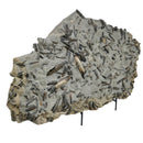 Belemnite Plate - Fossil Specimen