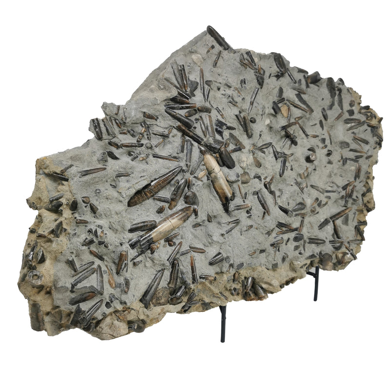 Bellomite Belemnite Plate - Fossil Specimen