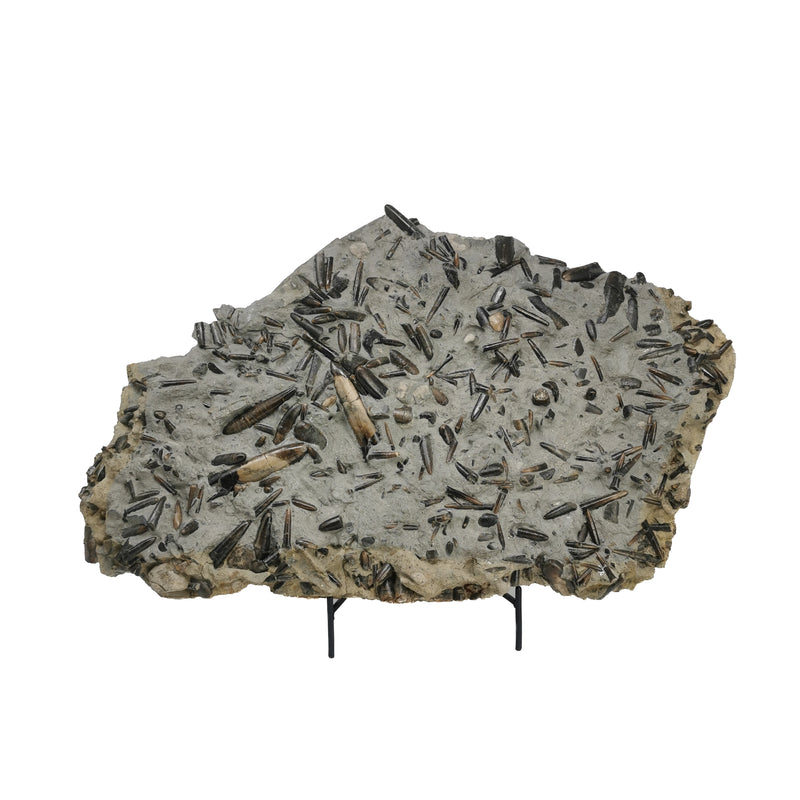 箭石板 - 化石标本