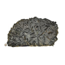 Belemnite Plate - Fossil Specimen