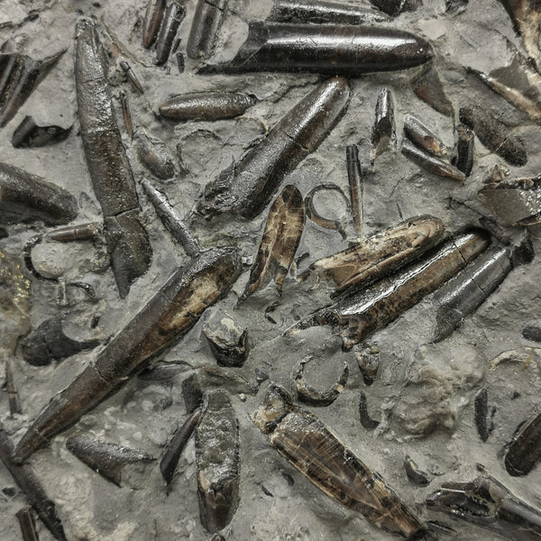 箭石板 - 化石标本
