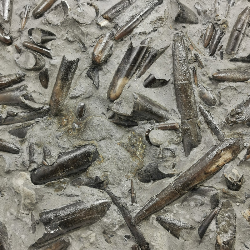 Belemnite Plate - Fossil Specimen