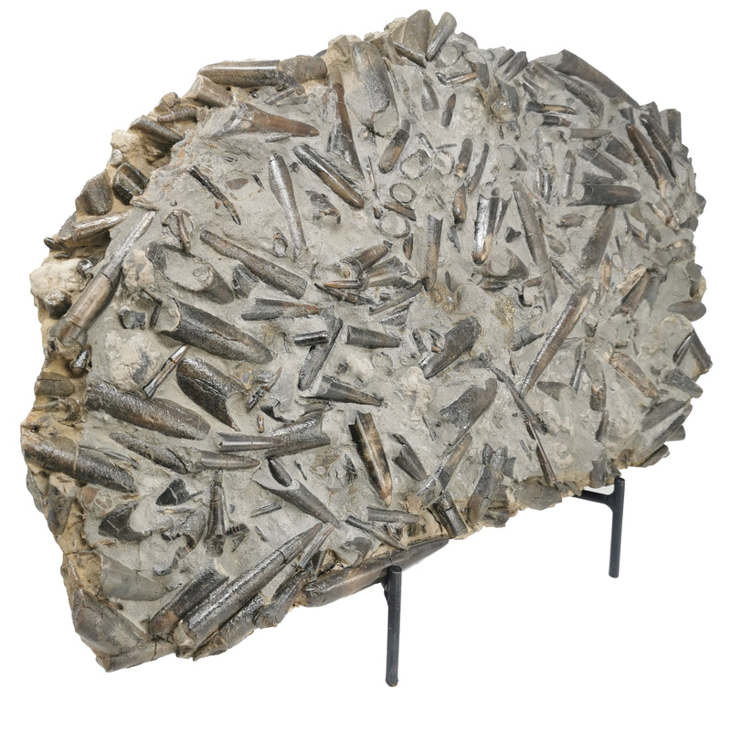 箭石板 - 化石標本