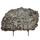 Belemnite Plate - Fossil Specimen