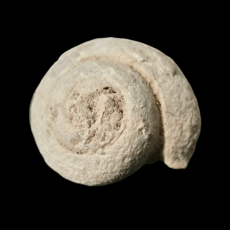 Gastropod - Fossil