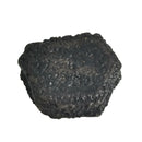 Giant Armadillo Scutes - Fossil