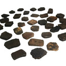 Giant Armadillo Scutes - Fossil