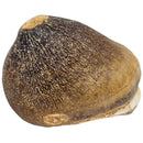 Globiden Mosasaurus Tooth - Fossil - Morocco - Cretaceous Era