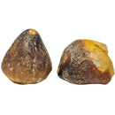 Globiden Mosasaurus Tooth - Fossil - Morocco - Cretaceous Era