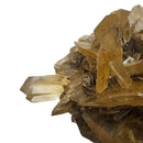 Golden Duck Bill Selenite - Specimen
