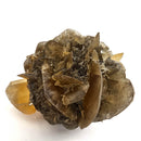 Golden Duck Bill Selenite - Specimen
