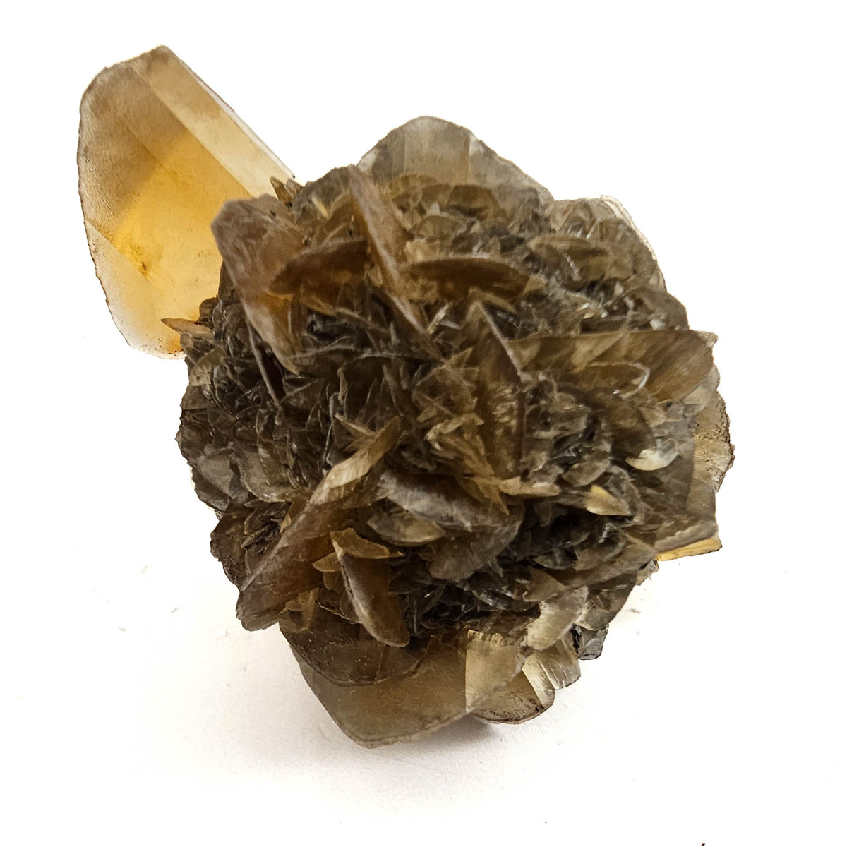 Golden Duck Bill Selenite specimen, a variety of gypsum, from Red River Floodway, Winnipeg, Manitoba, Canada.