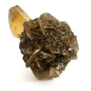Golden Duck Bill Selenite - Specimen
