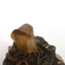 Golden Duck Bill Selenite - Specimen