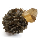 Golden Duck Bill Selenite - Specimen