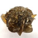 Golden Duck Bill Selenite - Specimen