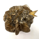 Golden Duck Bill Selenite - Specimen
