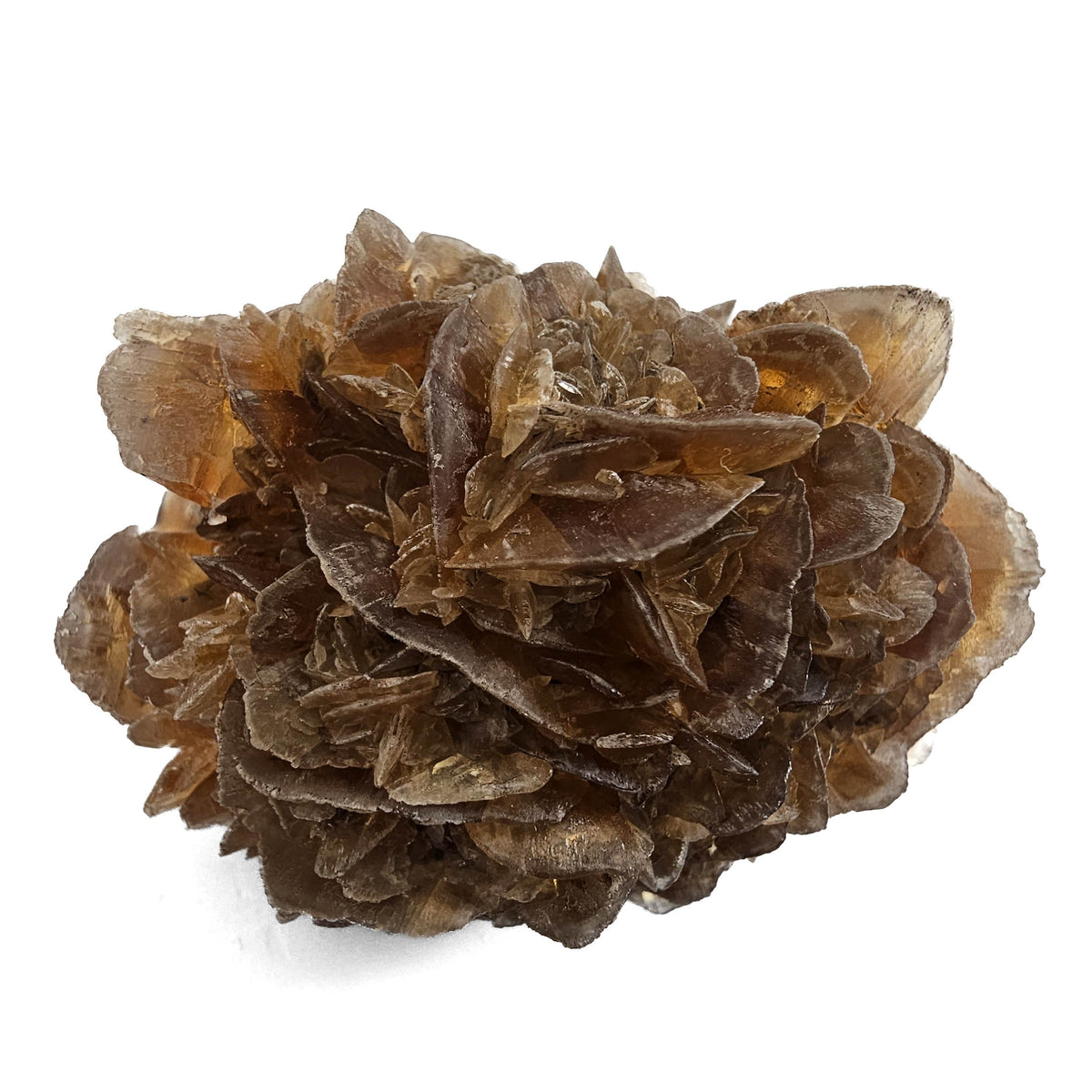 Golden Duck Bill Selenite specimen, a variety of gypsum, from Red River Floodway, Winnipeg, Manitoba, Canada.