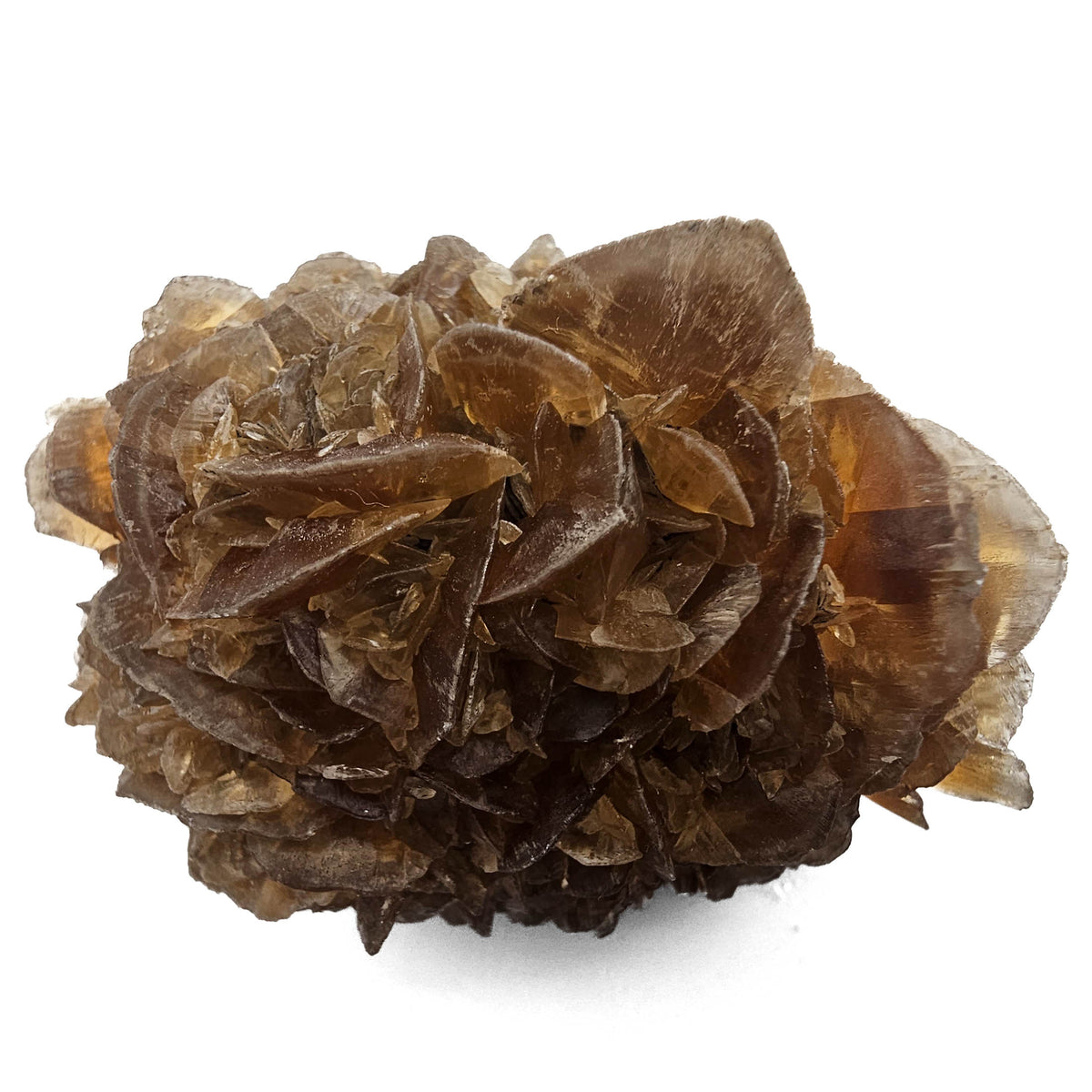 Golden Duck Bill Selenite specimen, a variety of gypsum, from Red River Floodway, Winnipeg, Manitoba, Canada.