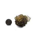 Golden Duck Bill Selenite - Specimen