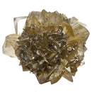 Golden Duck Bill Selenite - Specimen