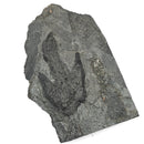 Grallator Footprint - Fossil Specimen