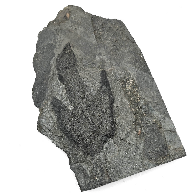 Grallator Footprint - Fossil Specimen