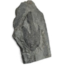 Grallator Footprint - Fossil Specimen