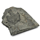 Grallator Footprint - Fossil Specimen