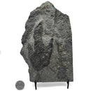 Grallator Footprint - Fossil Specimen