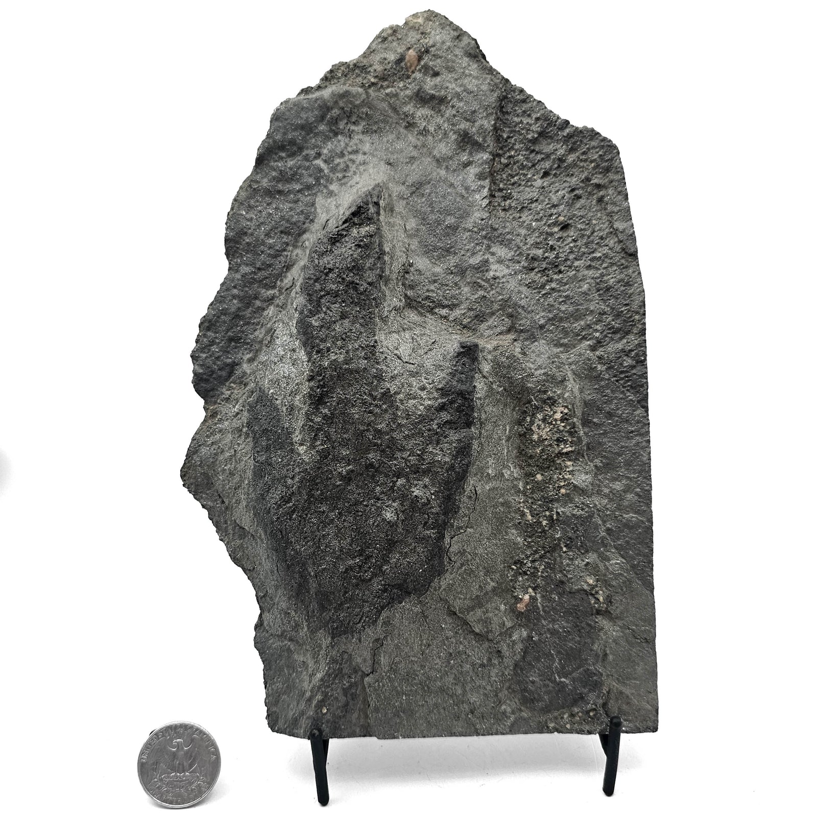 Grallator Footprint - Fossil Specimen