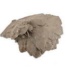 Gypsum - Specimen