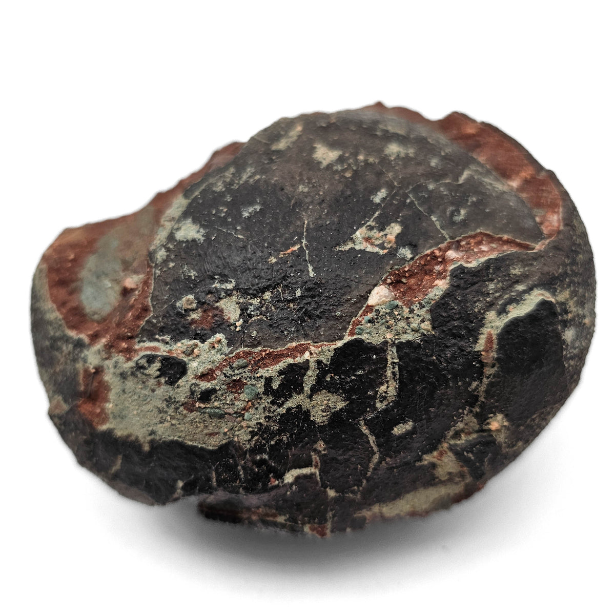 Hadrosaur Egg fossil specimen from Ganzhou Basin, Jiangxi Province, China.