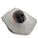 Harpes Trilobite - Fossil Specimen