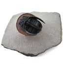 Harpes Trilobite - Fossil Specimen