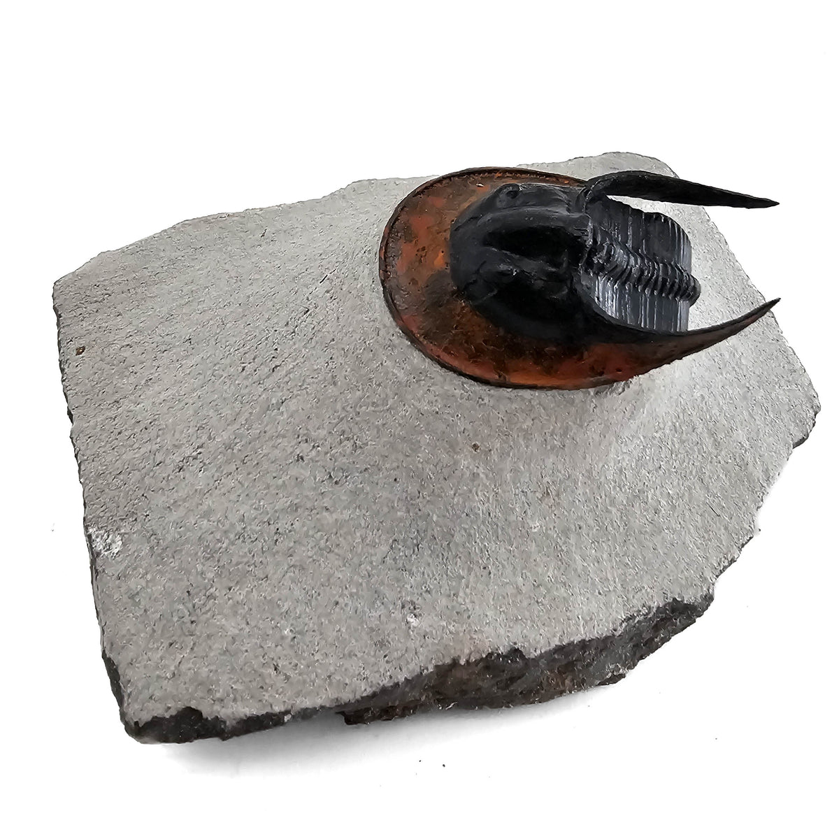 Harpes Trilobite fossil specimen from Lower Devonian fossil beds, Anti-Atlas region, Morocco.