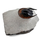 Harpes Trilobite - Fossil Specimen