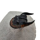 Harpes Trilobite - Fossil Specimen